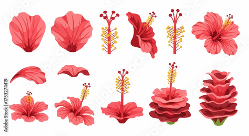 Collection of vibrant red hibiscus flowers and their botanical components, showcasing petals, stamens, pistils, and full blooms in various stages of development.