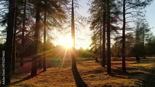 Wallpaper Mural Cinematic Slow Dolly Through a Golden Pine Forest as the Sun Sets with Beautiful Lens Flares Torontodigital.ca