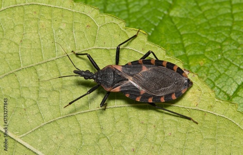 Papier peint Eastern Bloodsucking Conenose Kissing Bug Triatoma sanguisuga Chagas disease carrier on leaf