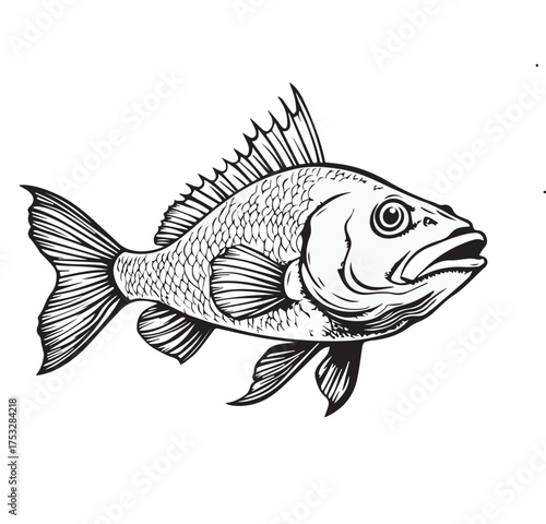 grouper fish vector illustration