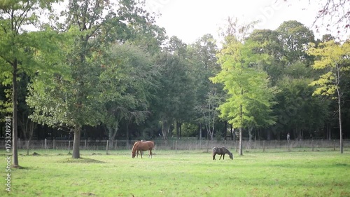 horses grazing on a foggy meadow at sunrise
