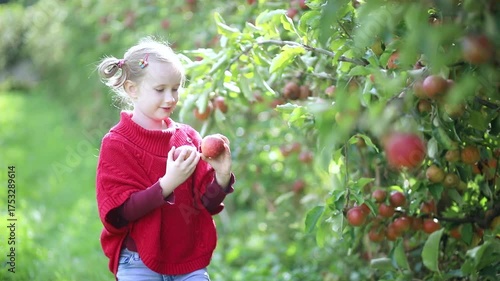 smiling girl harvesting apples on a farm