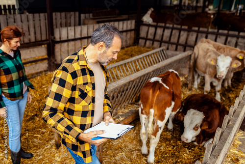 Man and woman working together on a cow farm they take care of the young calves.