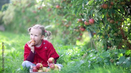 smiling girl harvesting apples on a farm