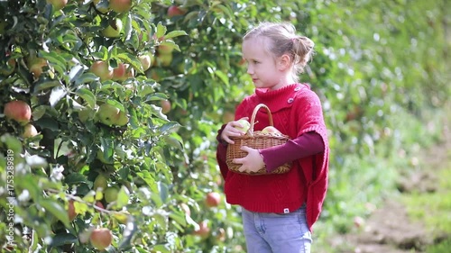 smiling girl harvesting apples on a farm