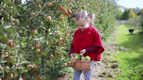 smiling girl harvesting apples on a farm