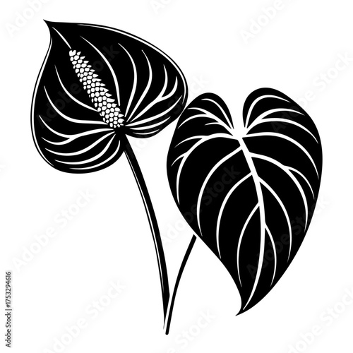 Elegant Anthurium botanical line art for modern design projects and sophisticated creative endeavors