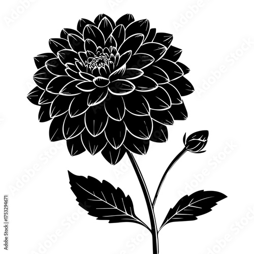 Stunning monochrome dahlia illustration perfect for elegant floral designs and sophisticated art projects