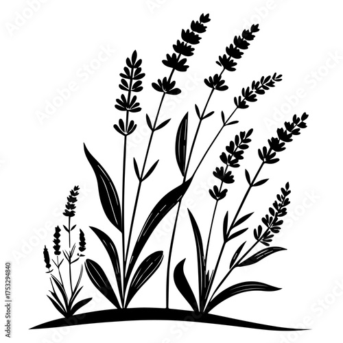 Elegant lavender sprigs illustration, perfect for adding natural beauty to any design project with ease