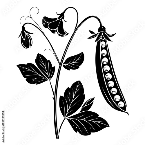 Elegant pea plant illustration for botanical designs and springtime themes, classic and simple style