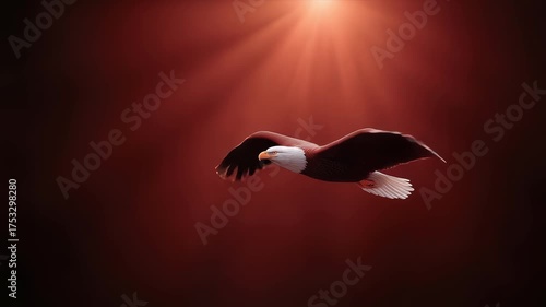 Bald Eagle Soaring in the Light