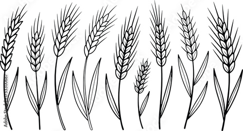 Hand Drawn Wheat Stalks and Leaves Outline Set Keywords: wheat, grain, cereal, agriculture, harvest, organic, food, bread, bakery, natural, plant