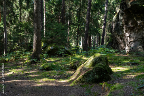 Wald und Felsen prägen die Landschaft der Nikolsdorfer Wände im Elbsandsteingebirge