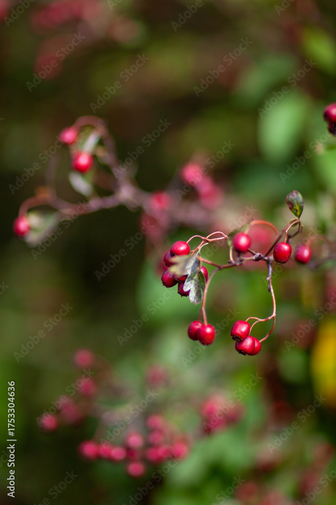 Fototapeta premium Red berries of autumn Fall on branches of a bush taken close up and in soft light