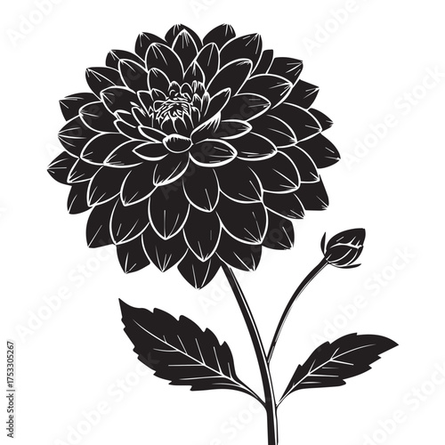 Stunning monochrome dahlia illustration perfect for elegant floral designs and sophisticated art projects
