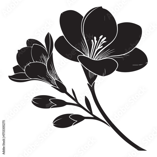 Elegant freesia flower illustration, beautiful line art for sophisticated designs and invitations
