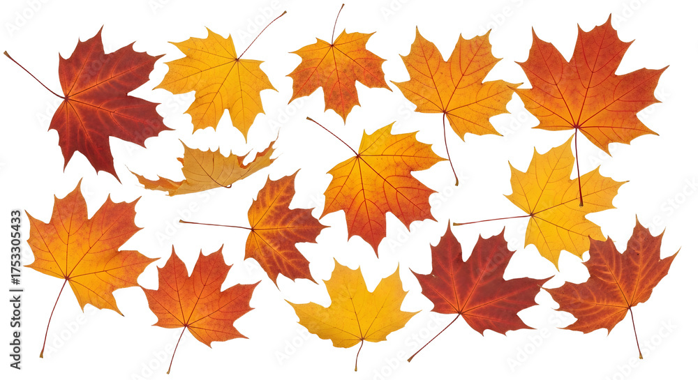Fototapeta premium Autumn's Golden Embrace: Vibrant Maple Leaves Scatter Against a Pure White Backdrop, Symbolizing Seasonal Change and Natural Beauty