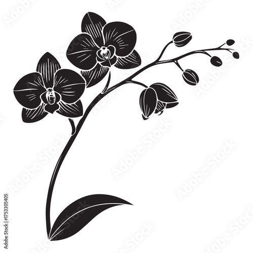 Elegant monochrome orchid illustration, perfect for sophisticated designs and graceful projects