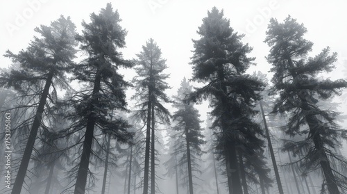 Foggy Coniferous Forest Background with Dramatic Silhouettes
