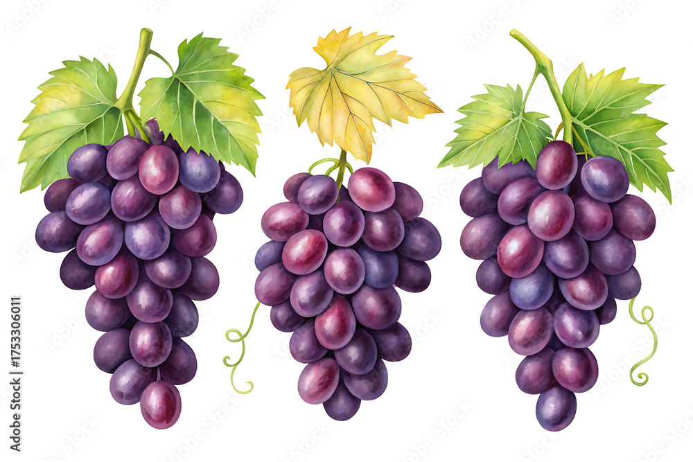 Fototapeta premium Three bunches of ripe purple grapes with green leaves