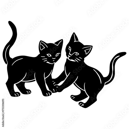 black and white cat