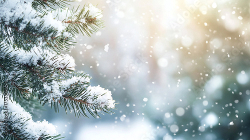 white snow covering Christmas tree branches. winter background scene
