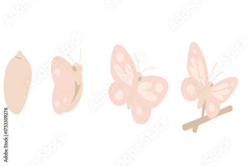 Butterfly Metamorphosis Stages. Isometric vector illustration set cocoon metamorphosis butterfly emerge: hardened pupa form,