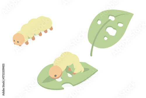 Caterpillar Eating Leaf. Isometric vector illustration set caterpillar crawl leaf munch: segmented crawling insect, leaf blade