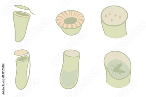 Pitcher Plant Details. Isometric vector illustration set Pitcher plant details: open pitcher tube, nectar rim peristome, downward