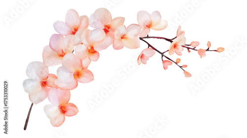 Delicate watercolor branch of pale pink and peach orchids on watercolor illutrastion transparent background