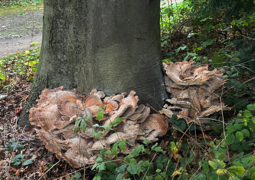 Meripilus giganteus is a polypore fungus, causes a white rot in broadleaved trees such as beech, Abies, Picea, Pinus, Quercus and Ulmus trees
