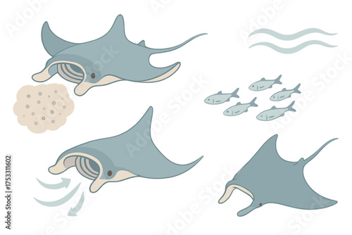 Manta Ray Feeding. Isometric vector illustration set Feeding manta ray: open cephalic fins, plankton cloud, small fish swarm,