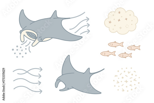 Manta Ray Feeding. Isometric vector illustration set Feeding manta ray: open cephalic fins, plankton cloud, small fish swarm,
