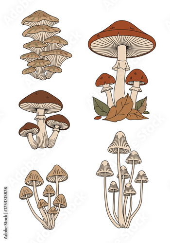 A delightful collection of various mushroom species illustrated with intricate detail and earthy tones.