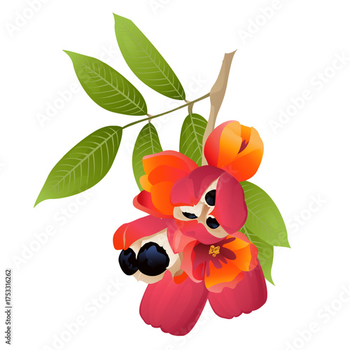 Ackee fruit with leaves, flowers and seeds