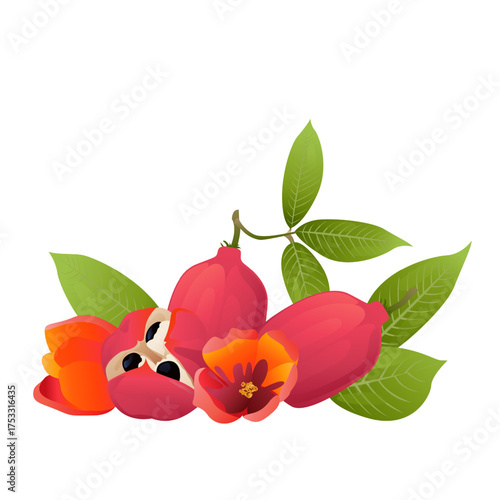 Ackee fruit with leaves, flowers and seeds