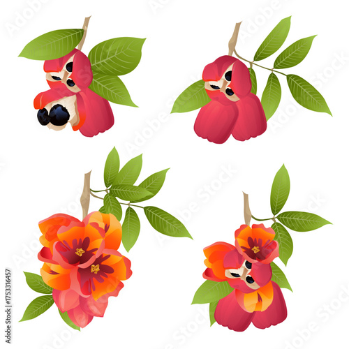 Set ackee fruit with leaves, flowers and seeds