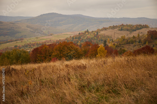 Colorful autumn landscape with vibrant foliage in a serene valley at dusk. Autumn hiking in Carpathian Mountains, Ukraine