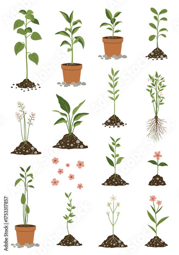 Illustrations of various plants at different stages of growth in pots and in the ground showing the root system and developing flowers.