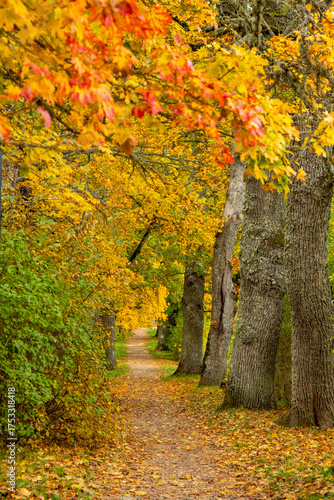 Golden autumn view in Koknese nature park in October in Koknese in Latvia