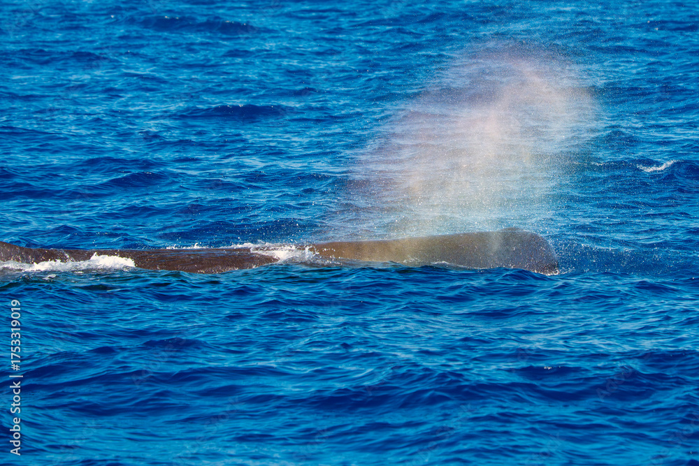 Fototapeta premium spermwhale breathing blowing a rainbow on blue sea in mediterranean ligurian sea