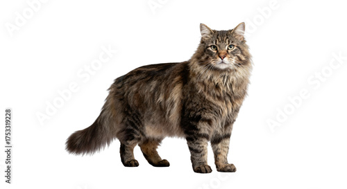 A fluffy brown tabby cat standing and looking forward on a black isolated background in a studio shot ai generative