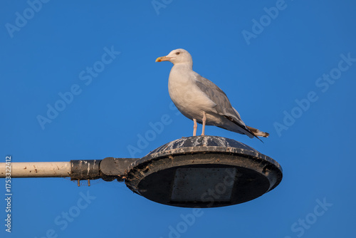 European Herring Gull On Lamp