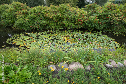 Park Pond With Water Lillies