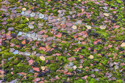 Moss Covered Old Roof Background
