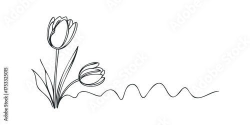 Minimalist line art of two blooming tulips with wavy stems