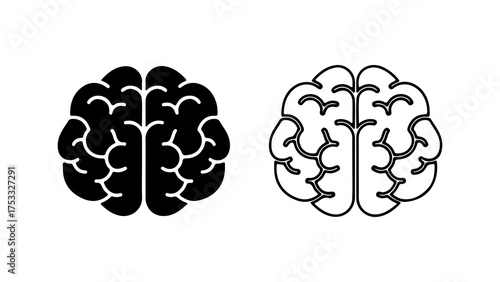 Brain anatomy outline with transparent background