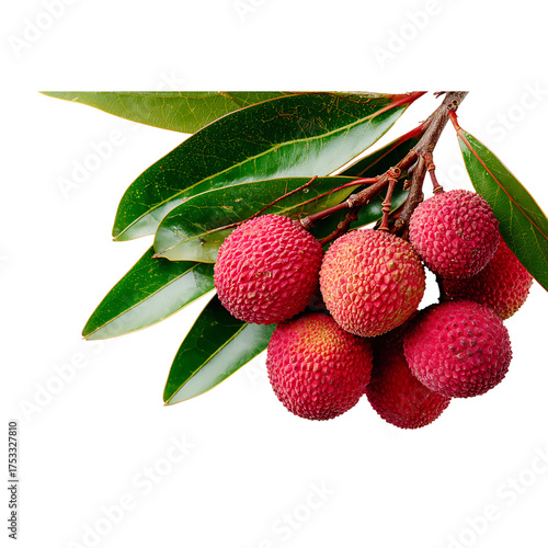 Fresh lychees on the branch, vibrant and juicy, perfect for healthy eating promotions, exotic fruit advertisements, or tropical-themed designs
