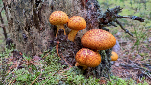 Group of beautiful spotted golden brown mushrooms growing on a tree trunk in autumn season in a forest in Denmark