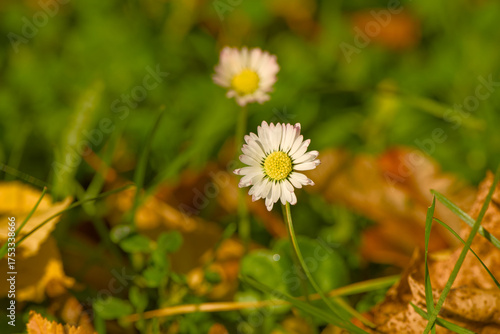 Wallpaper Mural Close-up of daisy flower in grass surrounded by fallen autumn leaves Torontodigital.ca